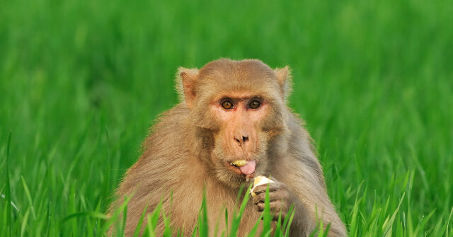 VIDEO: Mississippi Mom Says She Fatally Shot Missing Lab Monkey