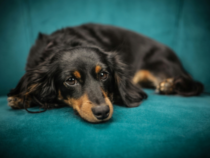 Black and Tan Long Coat Dachshund Dog