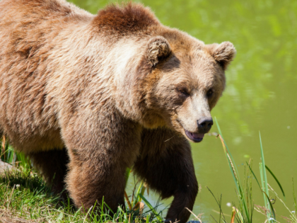 Grizzly Bear Walking Beside Pond