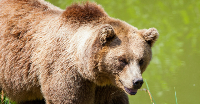 Grizzly Bear Attacks Elementary Class on Nature Outing in Canada, Teachers Injured Defending Students