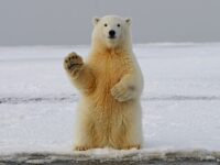 Icy Silence from Climate Doomers as Controversial Study Outlines Possible New Ice Age