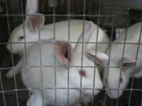 PETA Files Complaint with NIH After Discovering Cruel Rabbit Experimentation Funded in Sweden