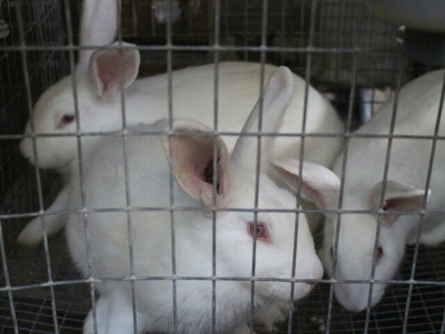 rabbits in a cage