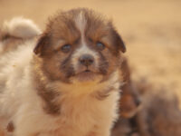 San Fran Dem Resigns After Horrifying Conditions Revealed in Pet Store She Ran