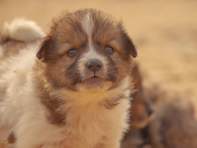 The Indian pariah dog or Indian native dog is the aboriginal landrace of the Indian sub-co