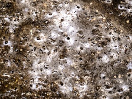 The Associated Press