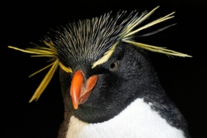 The Associated Press