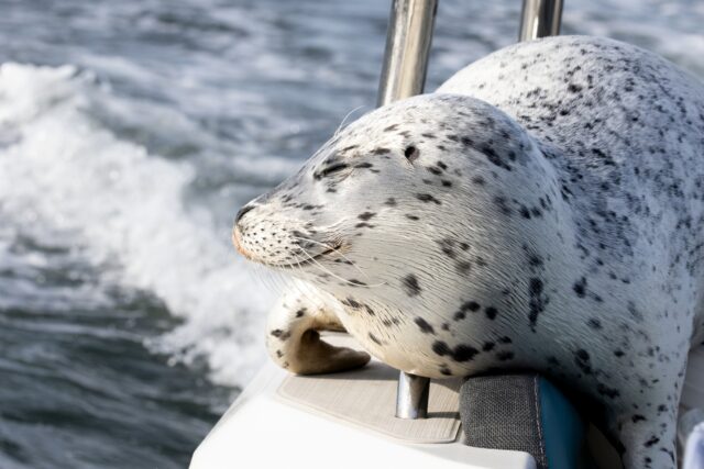 Seal Escapes Orca Hunt The Associated Press