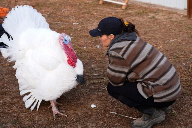 Turkey Adoptions The Associated Press