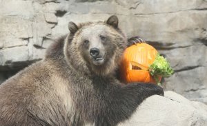 Bear attacks kids, teachers in British Columbia school group