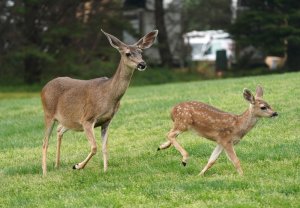 Deer jumps through school cafeteria window during breakfast