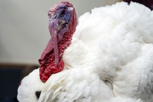 Trump pardons turkeys at White House in Thanksgiving tradition
