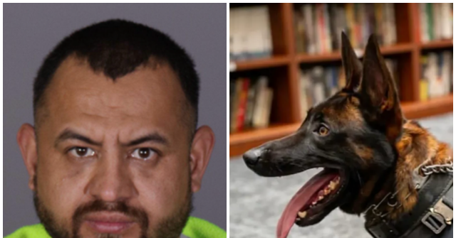 Sanctuary California: Illegal Accused of Killing K-9 Police Dog Named 'Spike'
