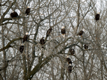 Bald eagles sit in a tree over the Des Moines River, Tuesday, Jan. 8, 2013, in downtown De