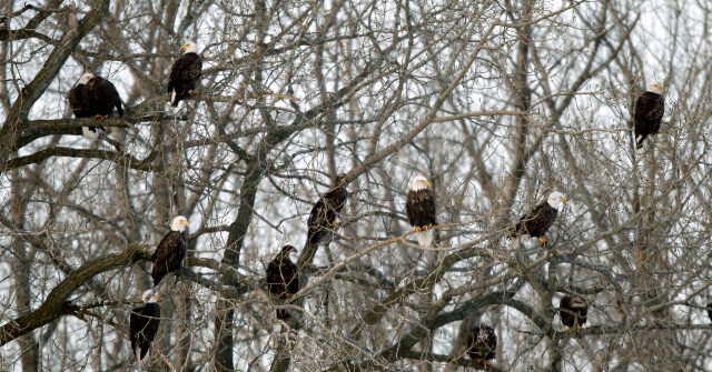 WATCH -- 'How Wild Is This?': 'Convocation' of Bald Eagles Stuns Mainer