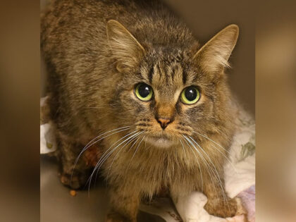 Cat Lost for 443 Days After Hurricane Helene Reunited with Family