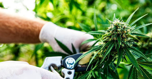 breitbart.com - Olivia Rondeau - Cannabis Stocks Surge as Trump Weighs Marijuana Rescheduling