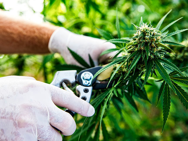 GettyImages1040589252 cannabis