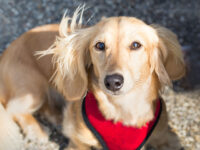 VIDEO — ‘Thanks to Everybody’: Cincinnati Neighbors Help Reunite Stolen Dog and C