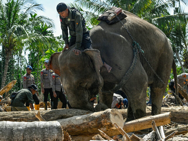 A mahout riding a Sumatran elephant helps clear tree debris following flash floods in Meur