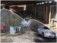 Dozens Flee as Texas Deputies Raid Suspected Cockfighting Ring near Houston; Hundreds of Birds Seiz