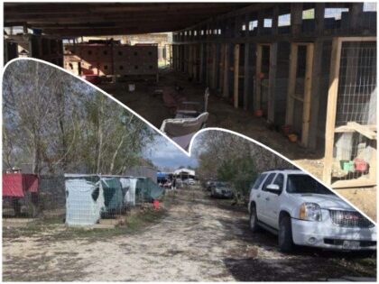 Dozens Flee as Texas Deputies Raid Suspected Cockfighting Ring near Houston; Hundreds of B