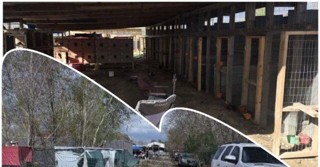 Dozens Flee as Texas Deputies Raid Suspected Cockfighting Ring near Houston; Hundreds of Birds Seized