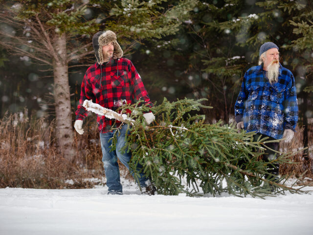 Older and younger man carrying Christmas tree they cut down