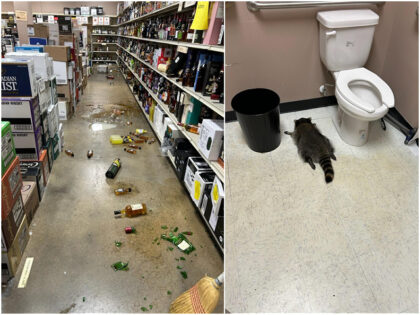 Employees at a liquor store in Virginia discovered a drunken raccoon passed out in the bat