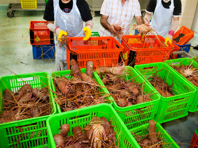 George Stavrinos, director of Blu-wave, center, helps with the sorting of live rock lobste