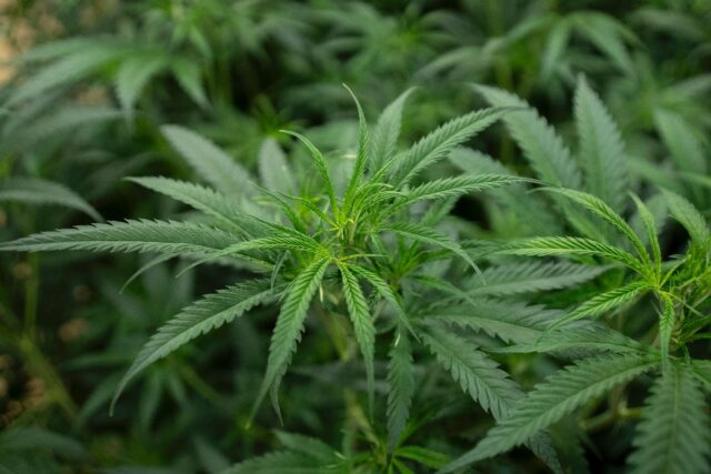 The US has a patchwork of state-level regulations regarding the commercial distribution, r