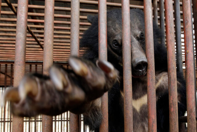 South Korea Bear Bile The Associated Press