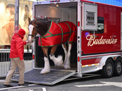 NEW YORK, NEW YORK - JANUARY 31: A Budweiser Clydesdale visits ABC's "Good Morning America