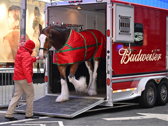 NEW YORK, NEW YORK - JANUARY 31: A Budweiser Clydesdale visits ABC's "Good Morning America