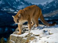 Authorities Suspect Colorado Hiker Killed by Mountain Lion