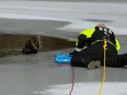Dog rescued from icy pond
