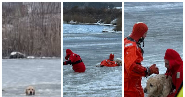 WATCH: Firefighters Praised for Rescuing Dog Trapped in Icy Pond