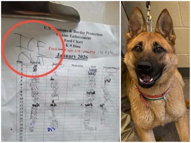 Anti‑ICE Activists Sink to New Low —Border Patrol K‑9 Hit with Political Threat at M