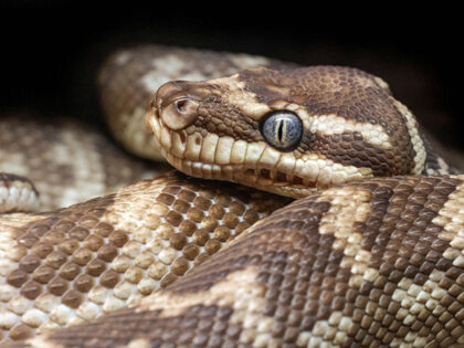 Rough-scaled Python. Hartleys Crocodile Adventures, Australia.