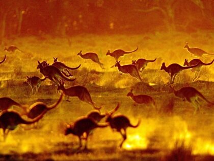 (AUSTRALIA OUT) Grey kangaroos on Oxley Station in the Western Plains of New South Wales o