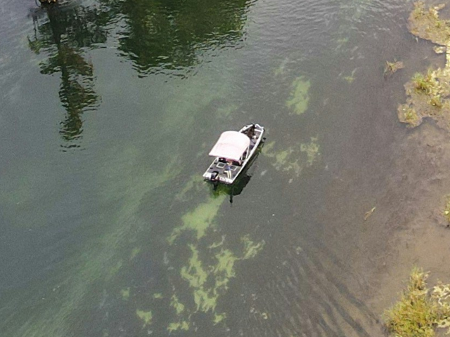 aerial view of green trees and river