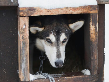 outside dog in snow