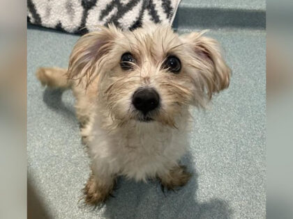 WATCH: Policeman Rescues, Adopts Dog Nearly Crushed in Trash Compactor