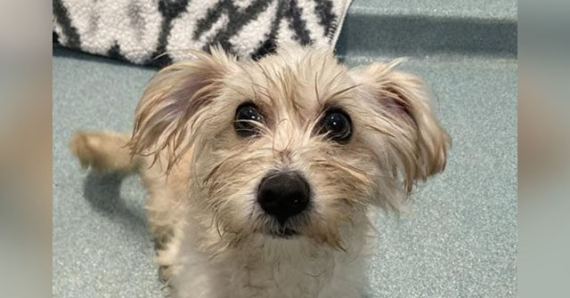 WATCH: Officer Rescues, Adopts Dog Nearly Crushed in Trash Compactor