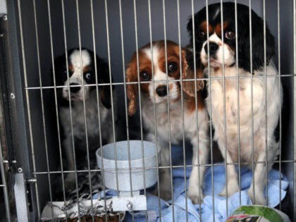 Three young King Charles Cavalier spaniels sit in their cages waiting to get out. Approxim