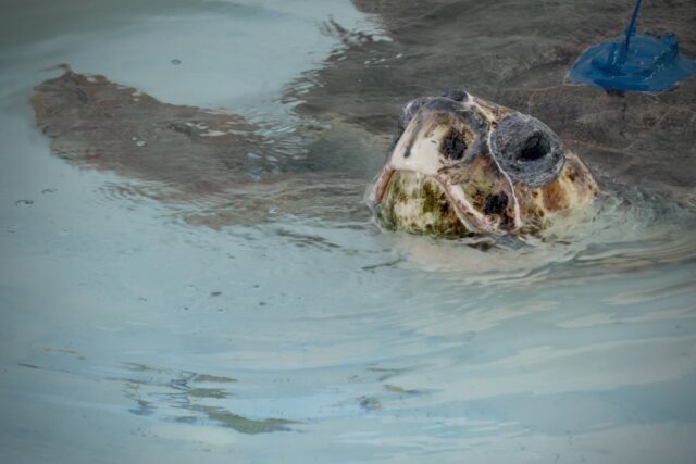 Sea Turtle Release The Associated Press