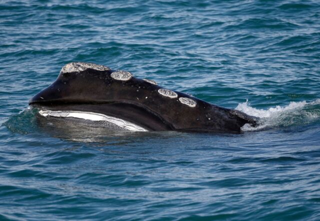 Right Whale Population The Associated Press