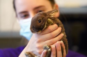 Rabbit repeatedly attempts to enter vehicles in Colorado town