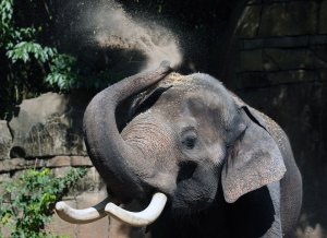 Single-tusk elephant hunted after killing 20+ people in India