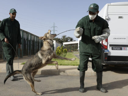 ABDEL MAJID BZIOUAT_AFP via Getty Images